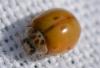 Adalia decempunctata